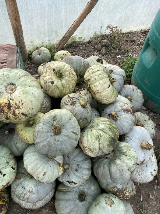 Dovleac pentru animale