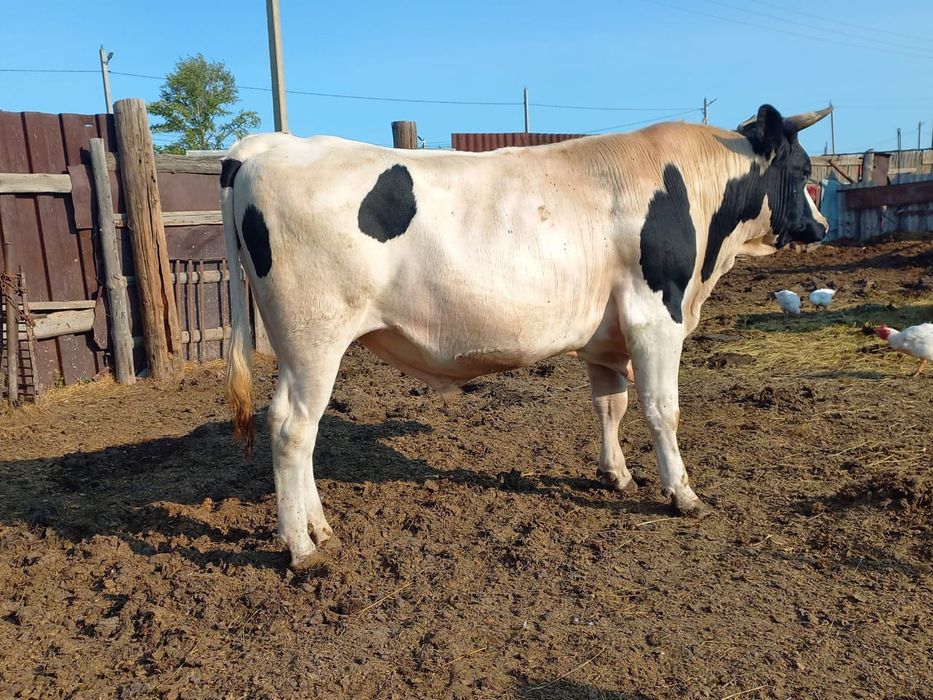 Продам быка. Голштинской породы. Два года.