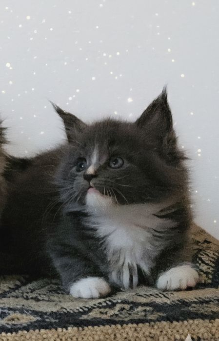 Maine coon felisa autorizata