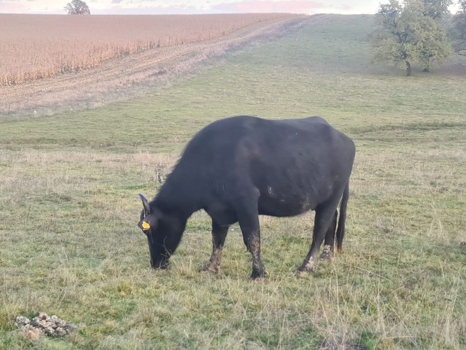 Bivolițe de vânzare și taur