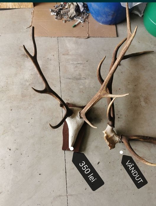 Trofeu cerb carpatin.