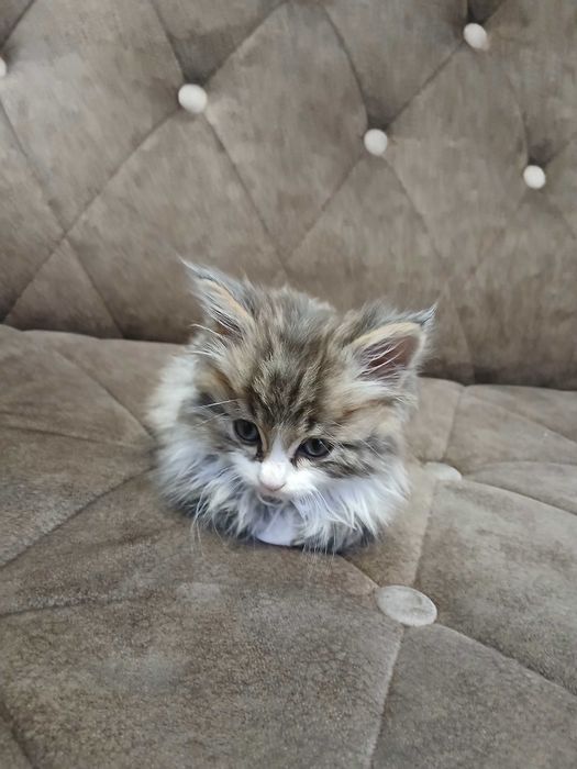 Отдам кота даром 2 месяца прирученый на латок и ест натуралку