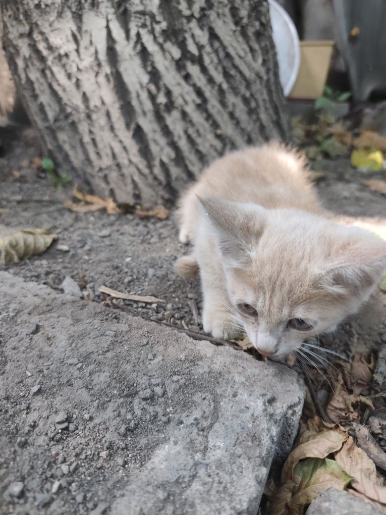 Котята ищут новый дом