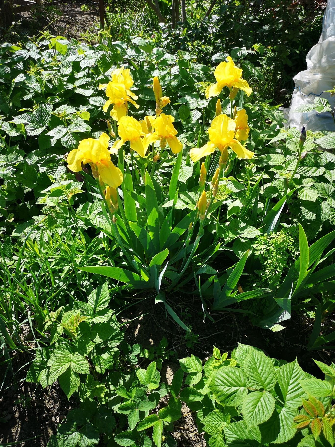 Iriși flori de grădină perene