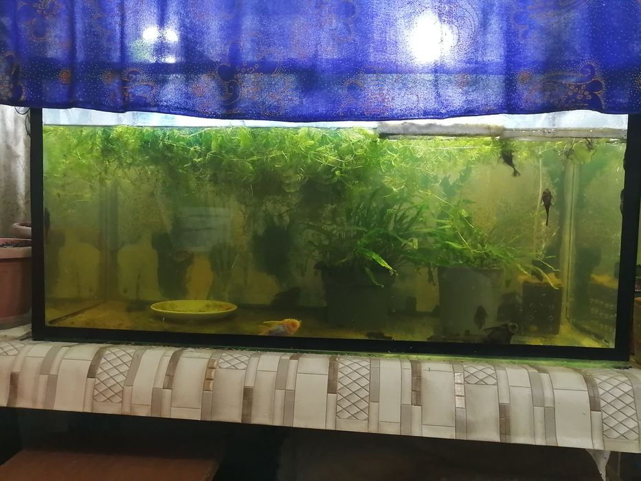 Продам аквариум с сома и анцитрусами в размере 15шт