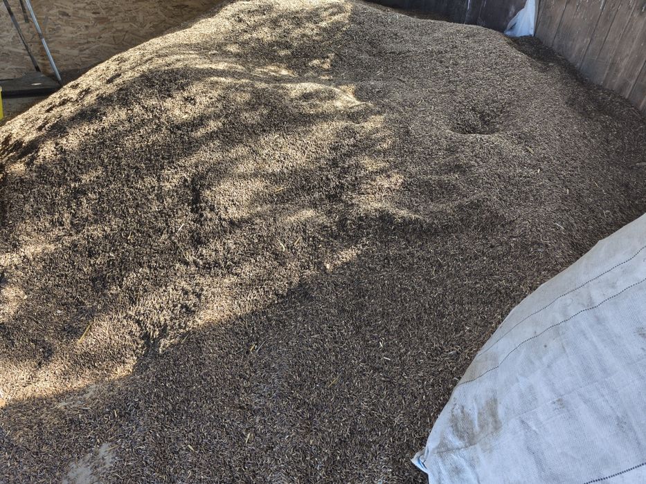 Ovăz negru de vânzare