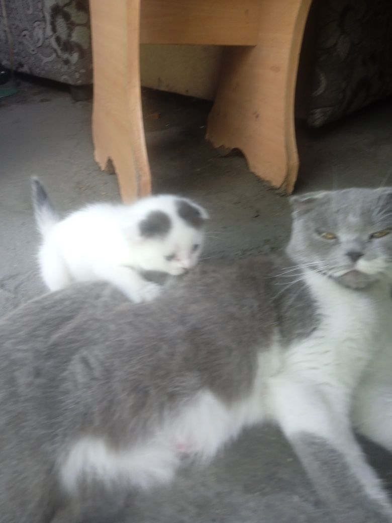 Котенок вислоухий альбинос