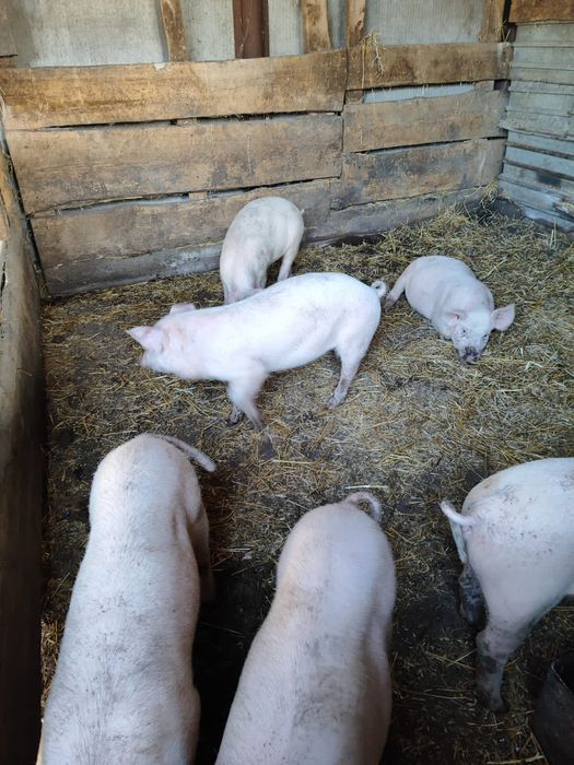 Продам поросят,свиночки