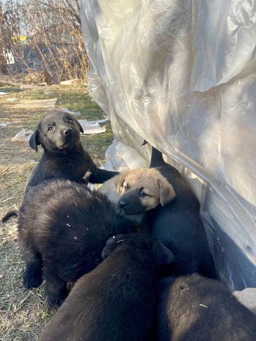 Отдам щенят в добрые руки