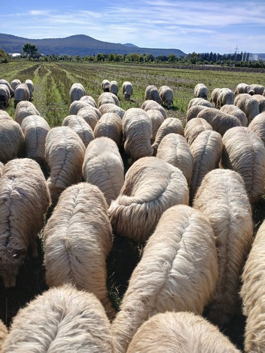 Vând 300 oi țurcane bune de ținut de ținut
