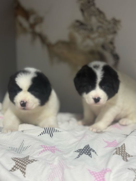 Продаються Щенки Алабая