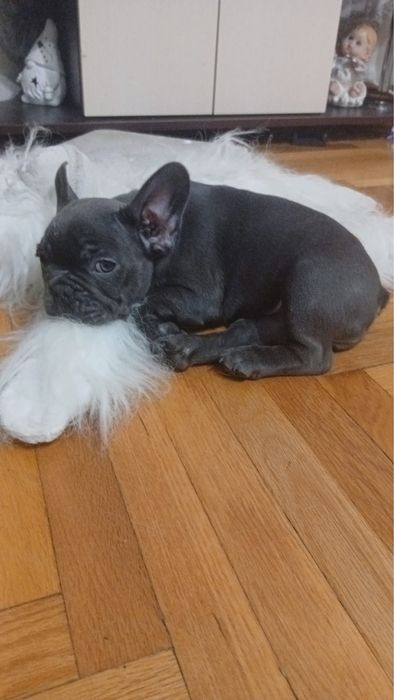 2 fetite de buldog francez disponibili