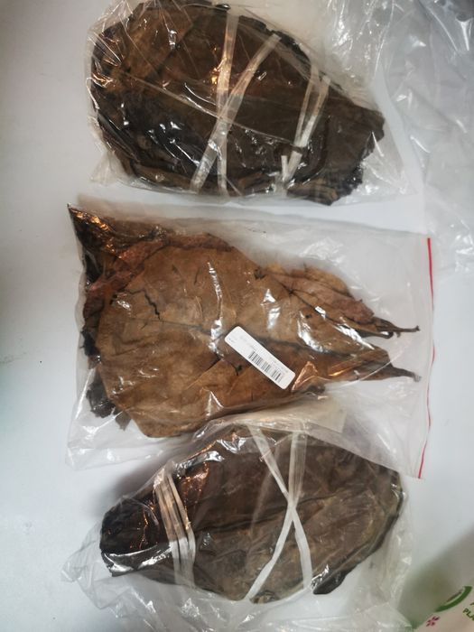 Frunze de katappa -pentru  paraziți intestinali