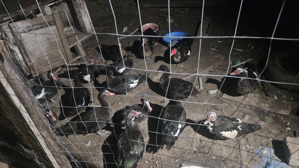 Rate de vanzare de anul asta ...Lesesti