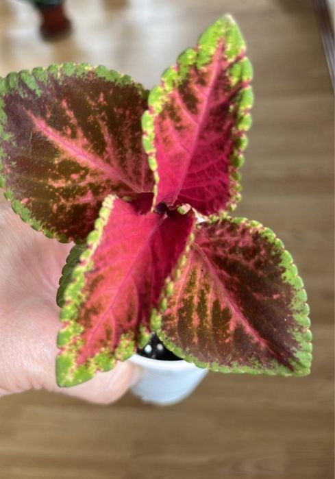 Отдам цветы бесплатно