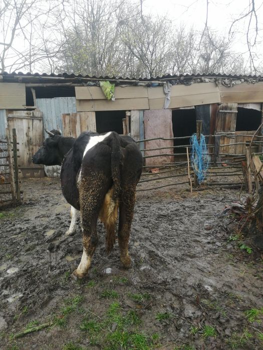 Vacă de vânzare pentru abator