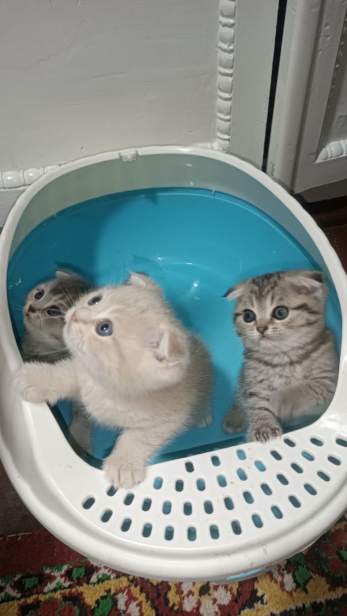 Scottish fold shinshilla