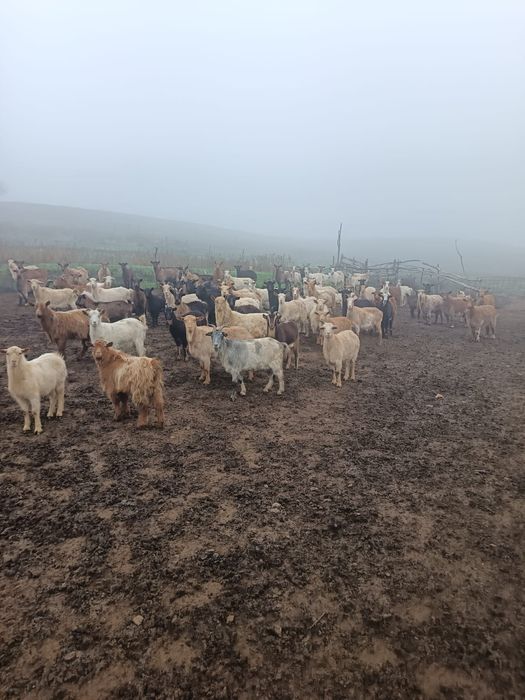 Vând 120 de capre sau schimb cu oi
