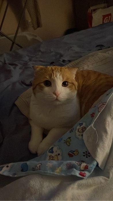 Отдаём Кота в добрые и ответственные руки