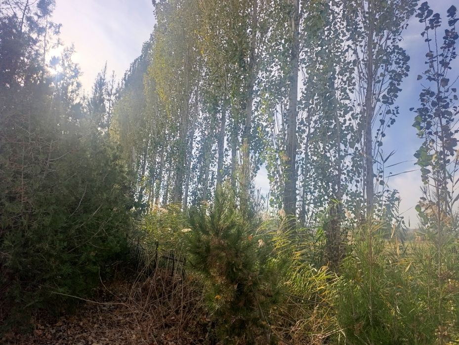 Teraklar sotiladi zudlik bilan