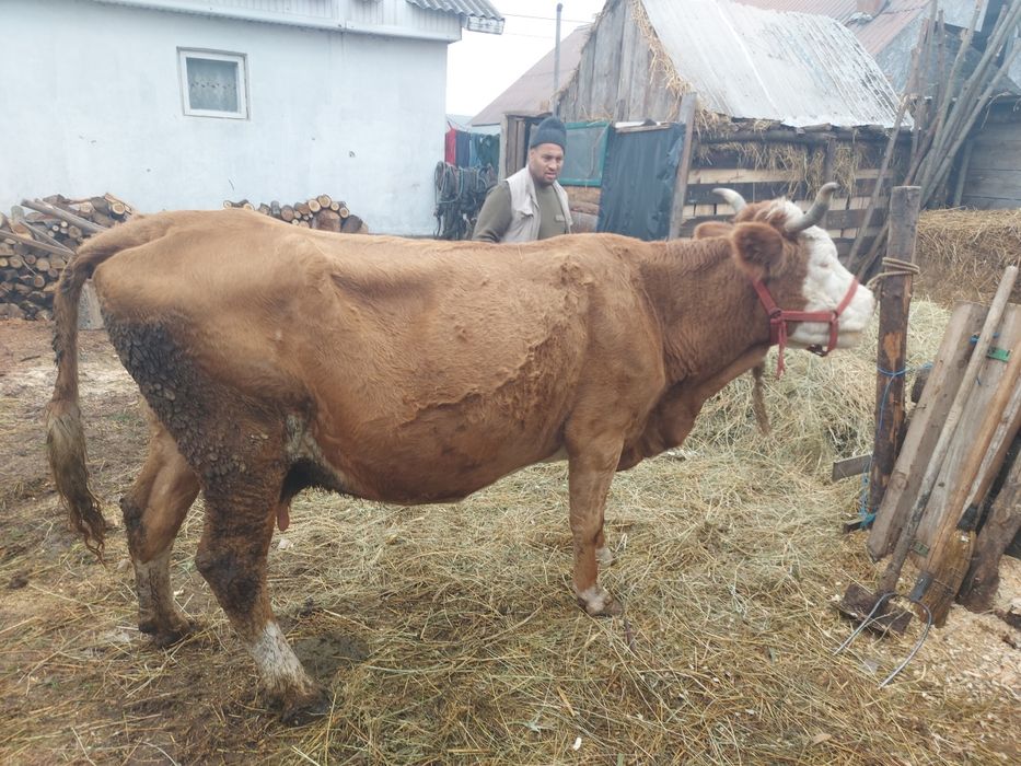 Vând vaca baltata romaneasca