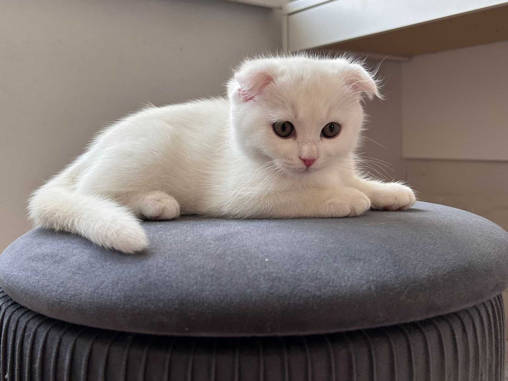 Scottish Fold cu acte Pedigree, motănel 2 luni