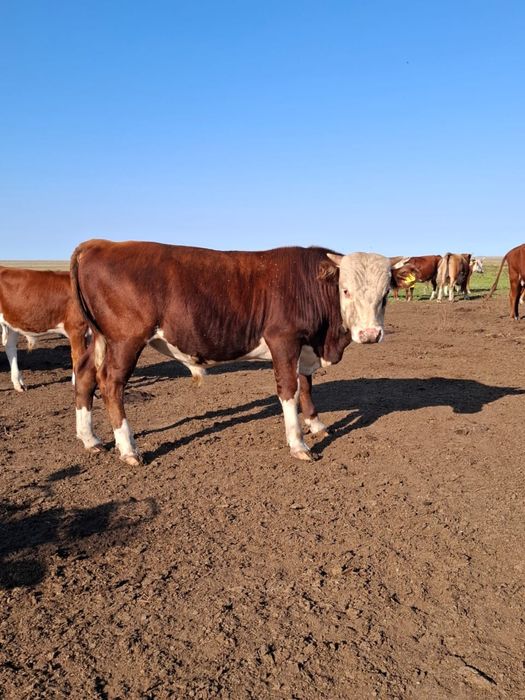 Продам быки подсосники 20 голов акбас букалар сатылады