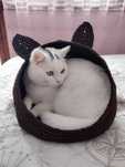Плетено котешко легло на една кука