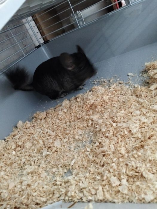 Șinșila, cu tot cu cusca