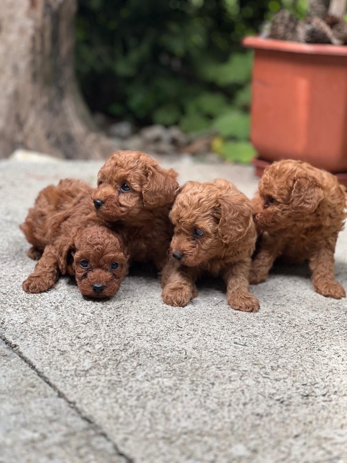 Пудел Той/ Poodle Toy