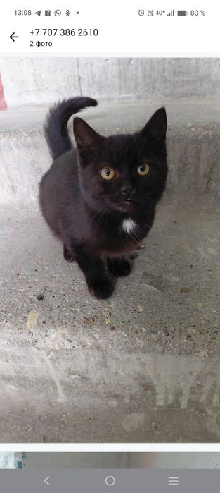 Отдам котят в добрые руки