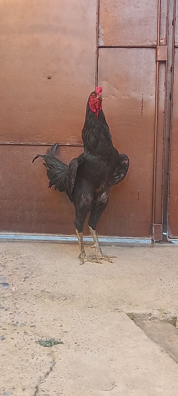 DAKAN xoroz sotiladi