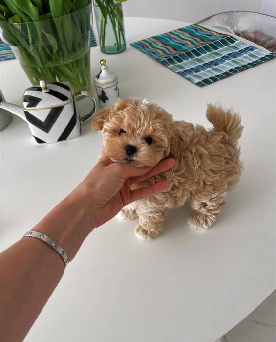 Maltipoo poodle apricot mini toy