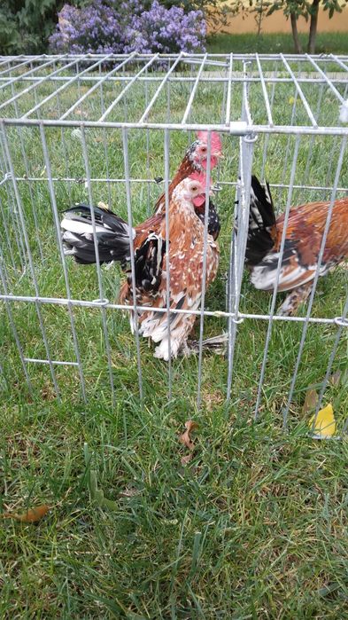 Cocosi mii de flori, 2025