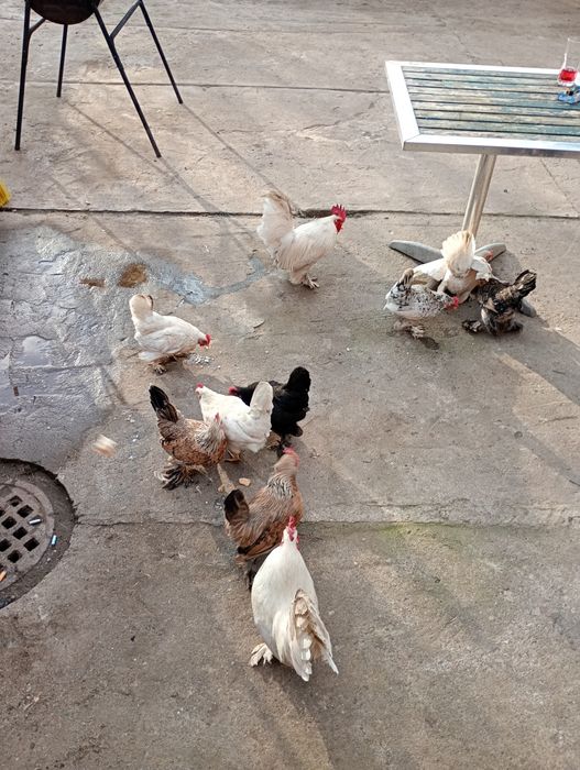 Vând Găini americane