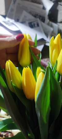 Тюльпаны оптом и в розницу