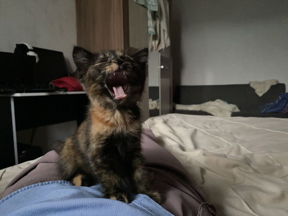 Отдам котенка в добрые руки!