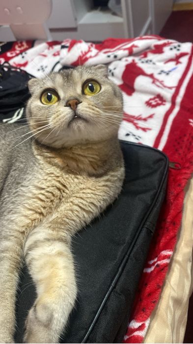 Отдам кошку в добрые руки