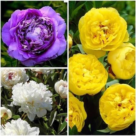 Bujor De Tip Pomișor