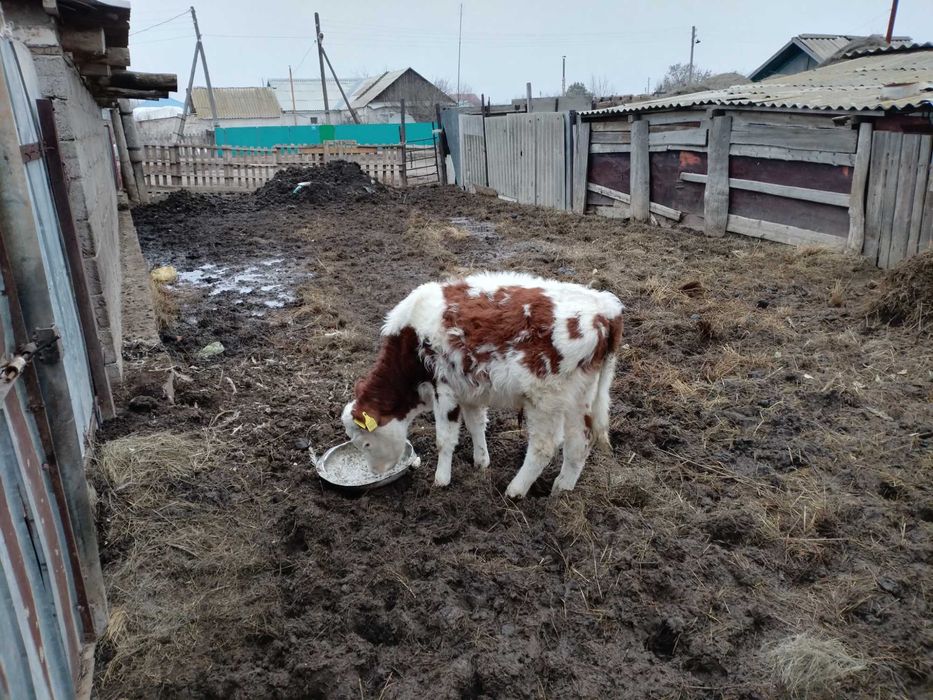 үш бас баспак 850 ге