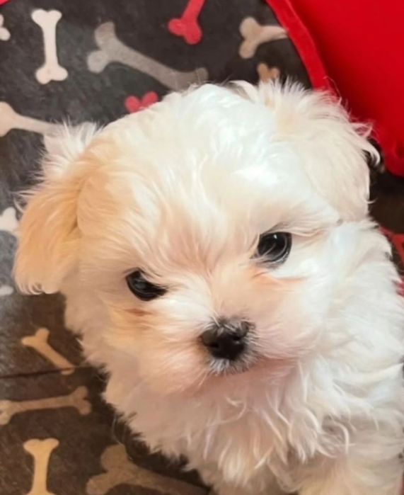 Bichon  maltez  alb imaculat fetiță