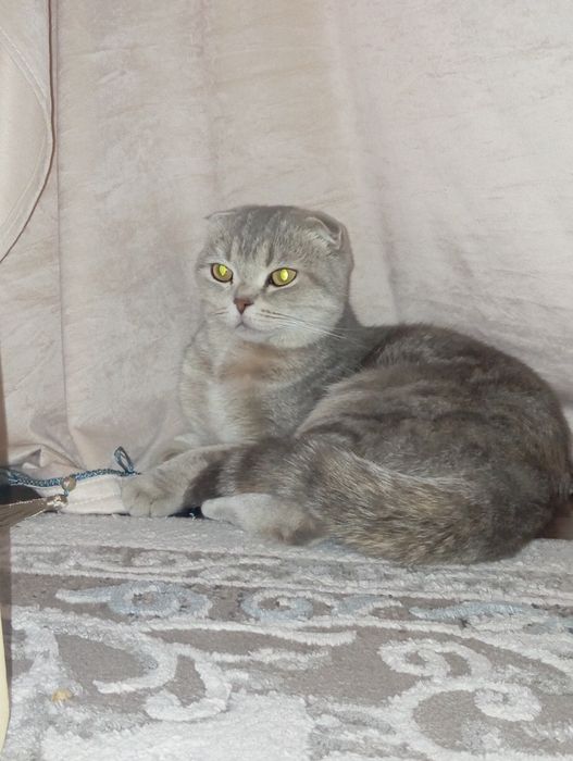 Котята шотландская