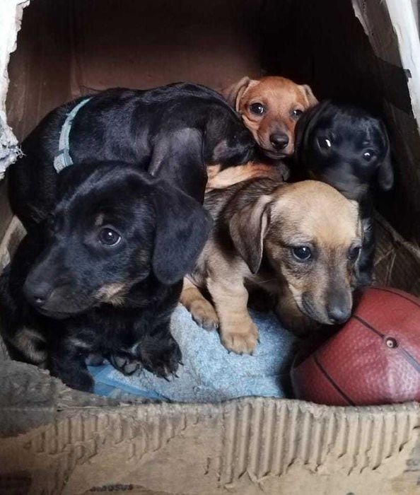 DONEZ catei teckel in arad