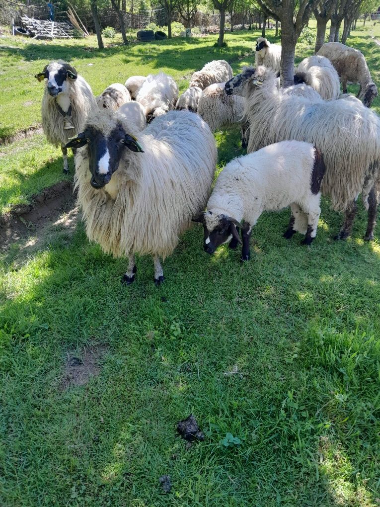 Vand oi breze cu miei lângă ele