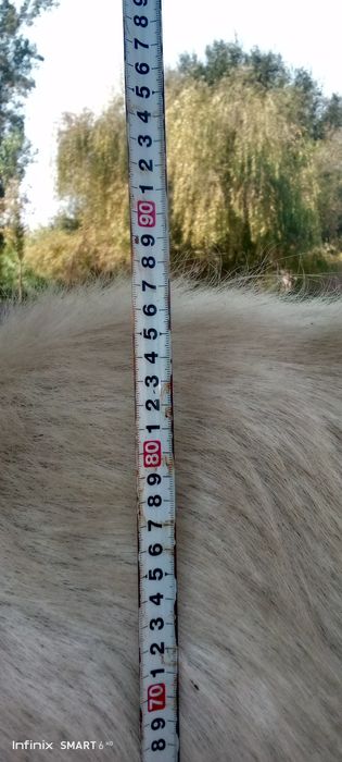 Огул коз (куштиришга), Темпераментный!