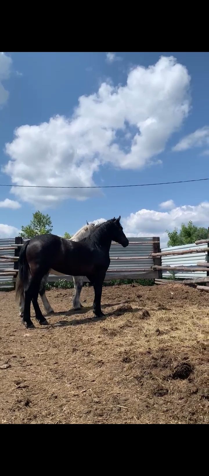 Продам жыребушка
