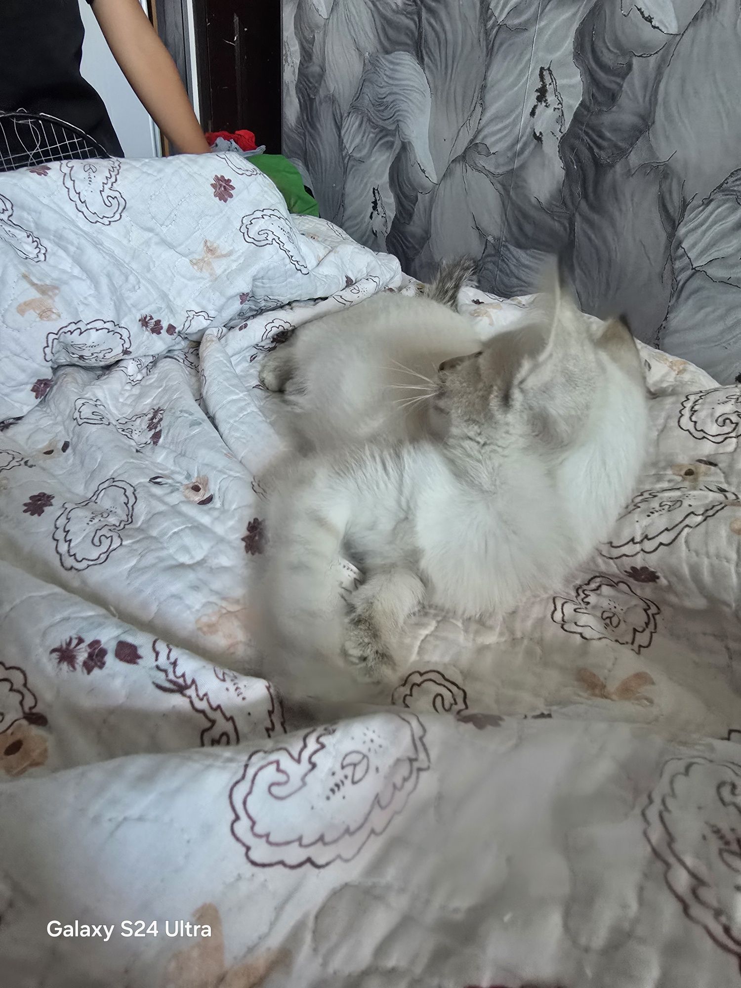 Отдам даром котят 2 месяца, к лотку приучены