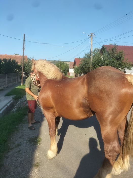 Armăsar de vânzare