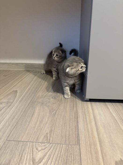 Pisici british și scottish