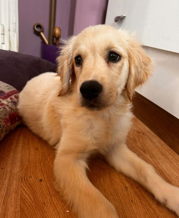 Подарявам женски голдън ретрийвър